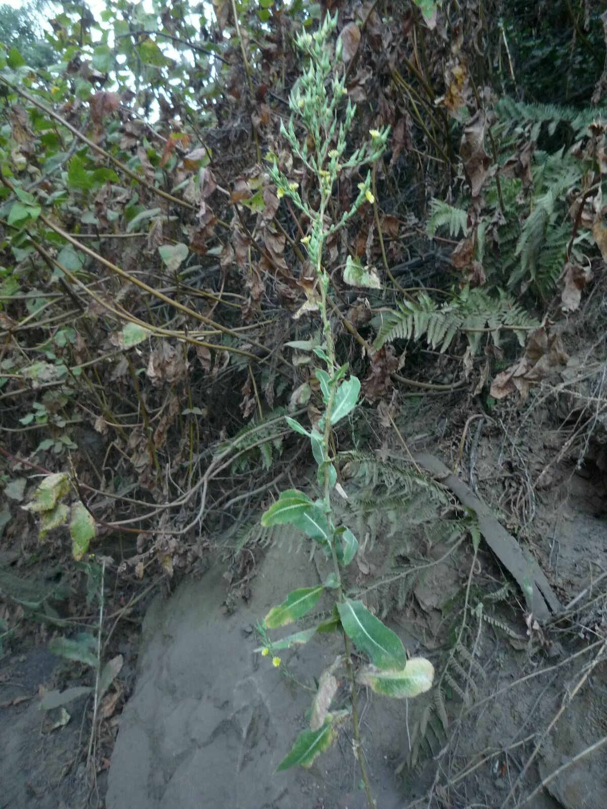 High Resolution Lactuca serriola Plant